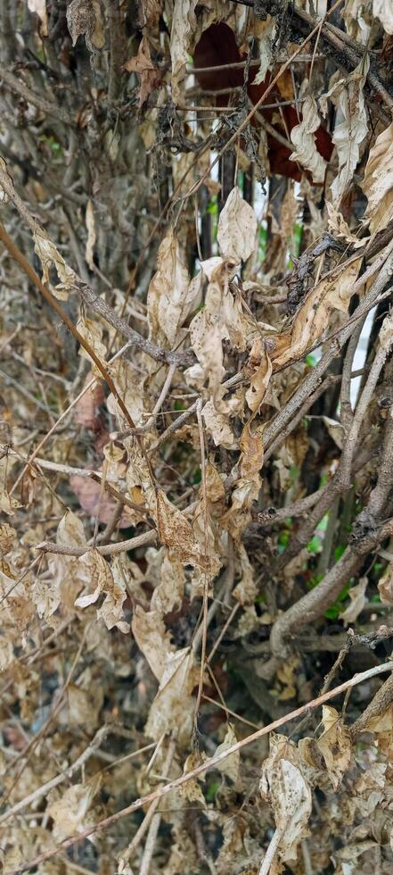 Brown dry leaves on tree photo