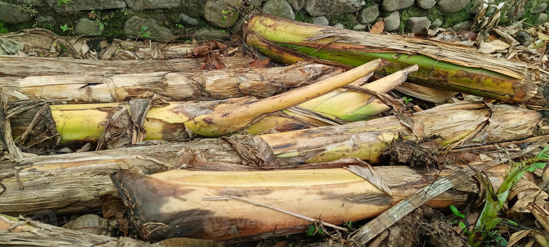 A pile of fallen banana tree trunks photo