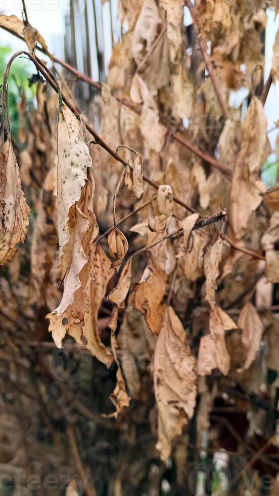 Brown dry leaves on tree photo