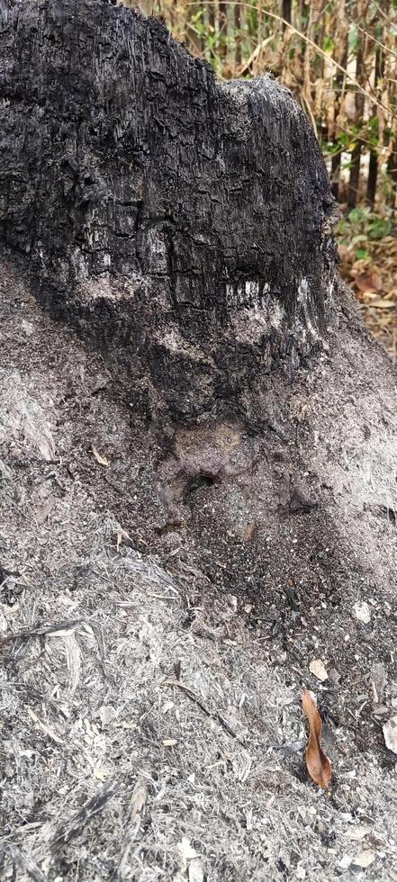 Burnt tree trunks and ashes around them photo
