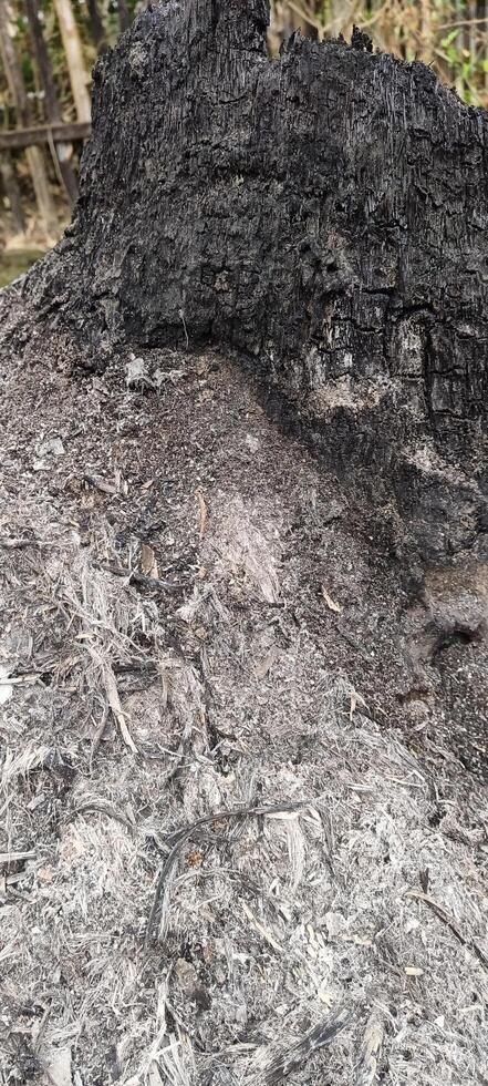 Burnt tree trunks and ashes around them photo