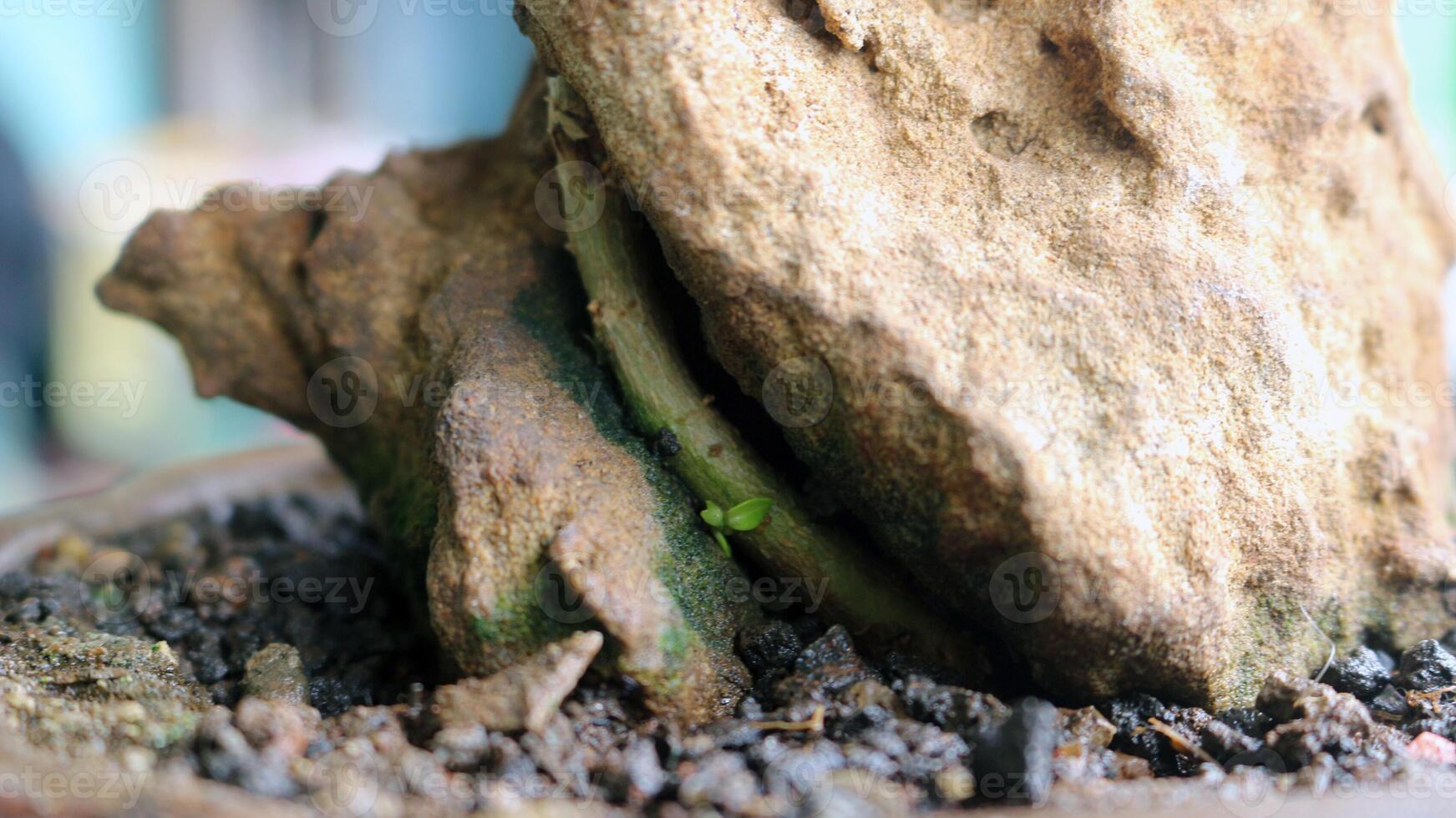 A rock in a pot photo