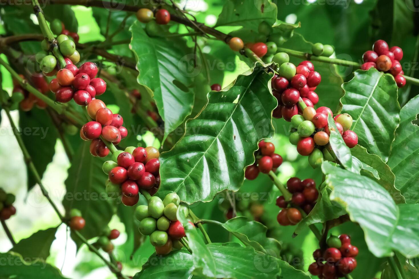 Coffee Plant with Ripe and Unripe Coffee Cherries on Branches in Lush Green Foliage photo