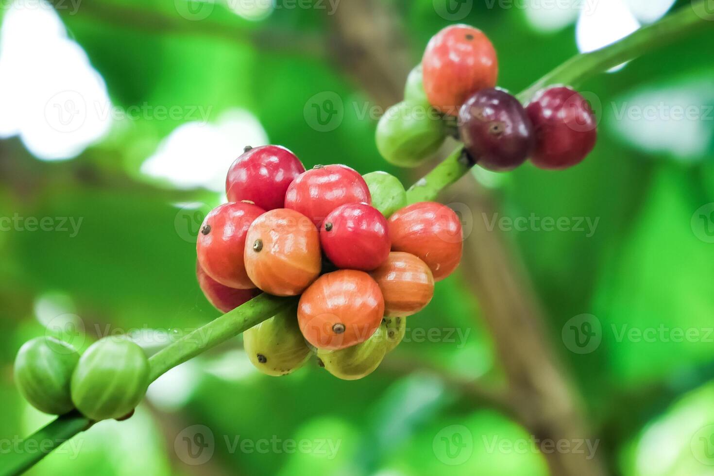 Close-Up of Colorful Coffee Cherries on Branch in Lush Green Plantation photo
