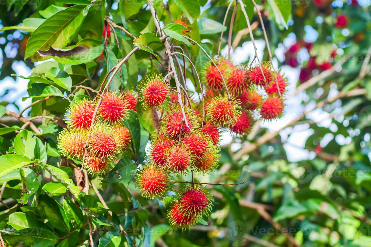 Vibrant Rambutan Fruits on Tree Branches in Tropical Garden with Lush Green Foliage photo