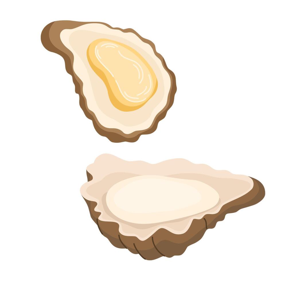 Fresh oyster in shells. Open shellfish delicacy, seafood. Gourmet appetizer. Delicious raw seafood delicatessen. Flat illustration isolated on white background vector