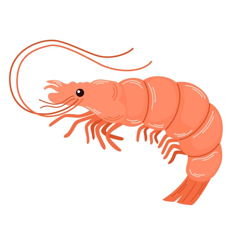 Shrimp, raw fresh seafood. Whole prawn with antennae, head, eyes, legs and tail. Sea food drawn in doodle style. Flat illustration isolated on white background vector
