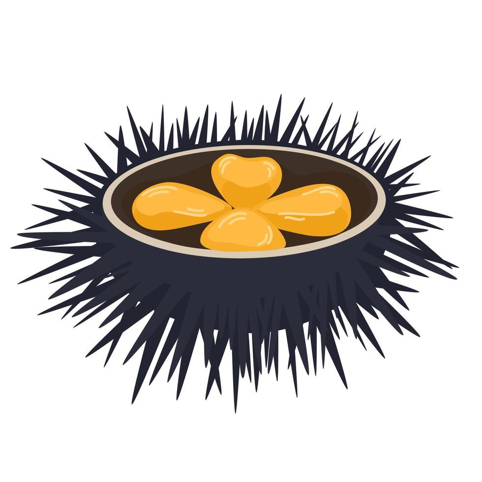 Sea urchin with caviar. Open sea urchin delicacy, seafood. Gourmet appetizer. Delicious raw seafood delicatessen. Flat illustration isolated on white background vector
