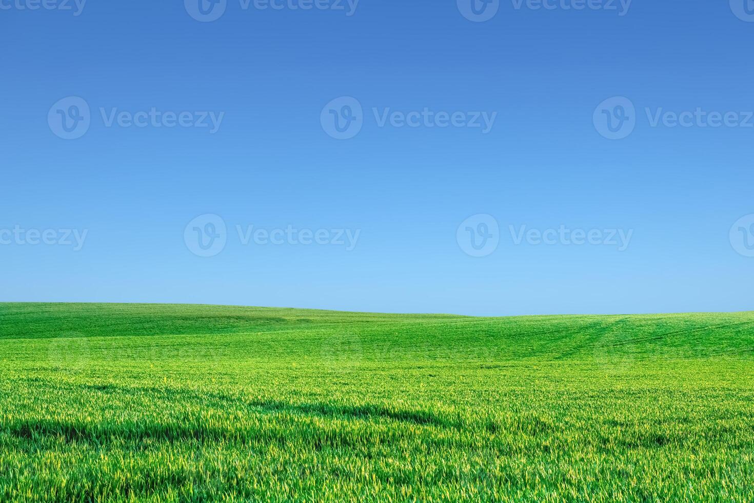 Vibrant Green Field Under Clear Blue Sky - Serene Landscape of Lush Grass and Open Horizon on a Sunny Day photo