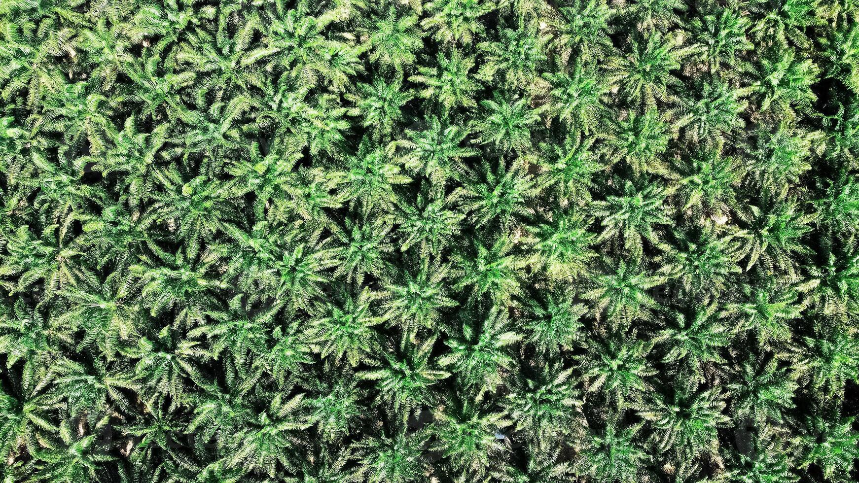 Aerial View of Dense Palm Tree Plantation with Lush Green Foliage in Tropical Climate, Perfect for Agriculture and Environmental Concepts photo