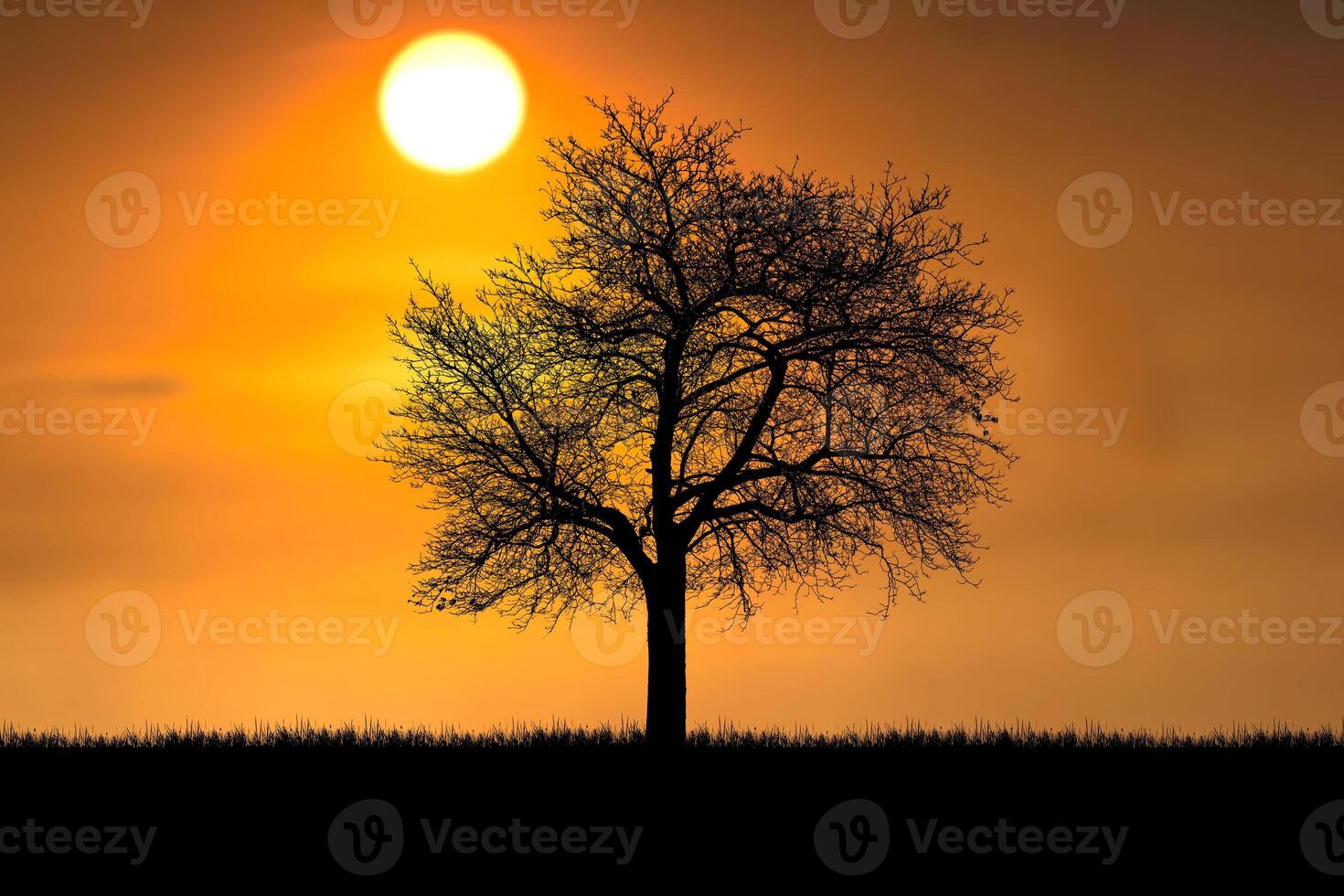 Silhouette of a Lone Tree Against a Vibrant Sunset Sky with a Glowing Sun in the Background, Capturing the Beauty of Nature and the Tranquility of a Serene Evening Landscape photo
