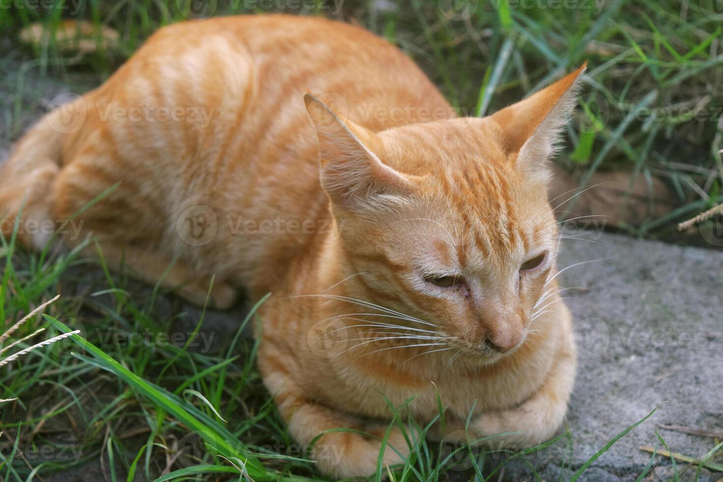 A cat with orange and white stripes with very soft fur was relaxing photo