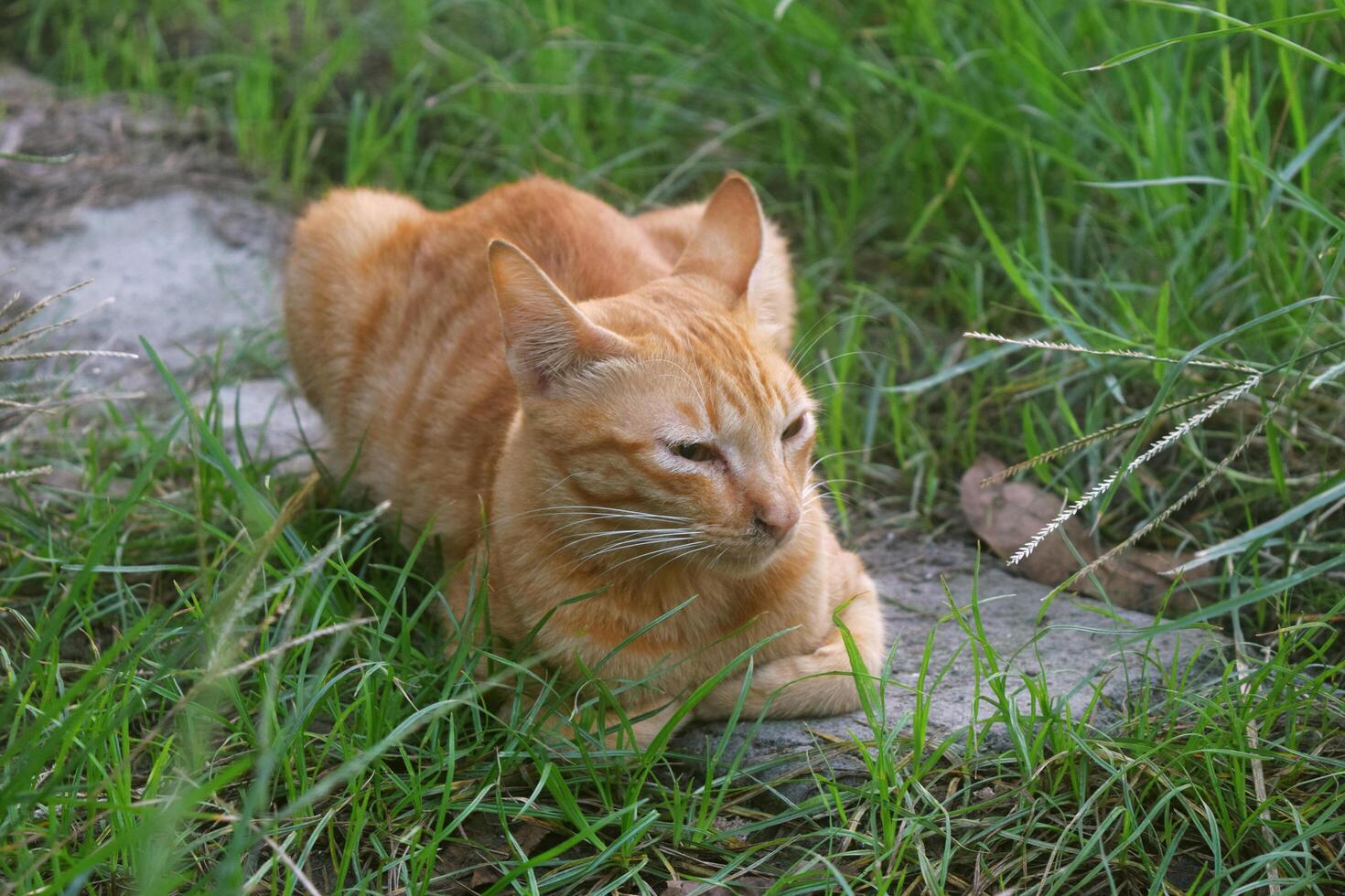 A cat with orange and white stripes with very soft fur was relaxing photo