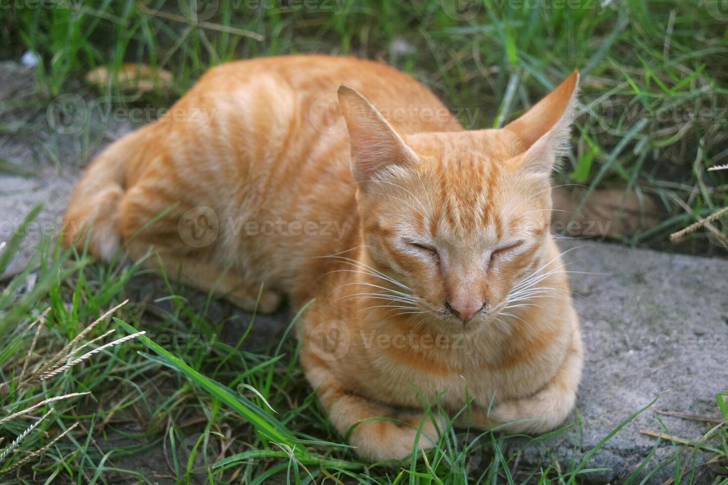 A cat with orange and white stripes with very soft fur was relaxing photo
