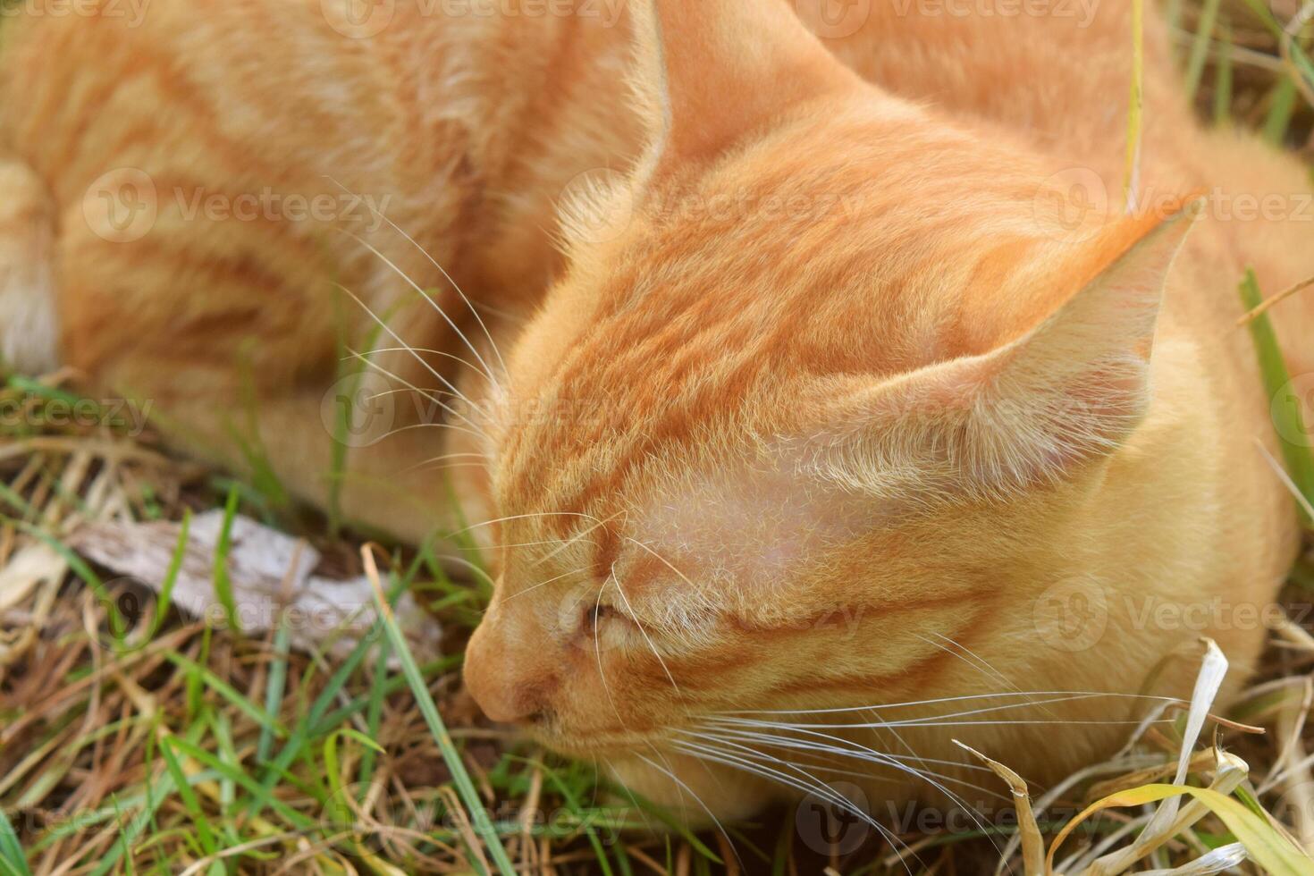 A cat with orange and white stripes with very soft fur was relaxing photo