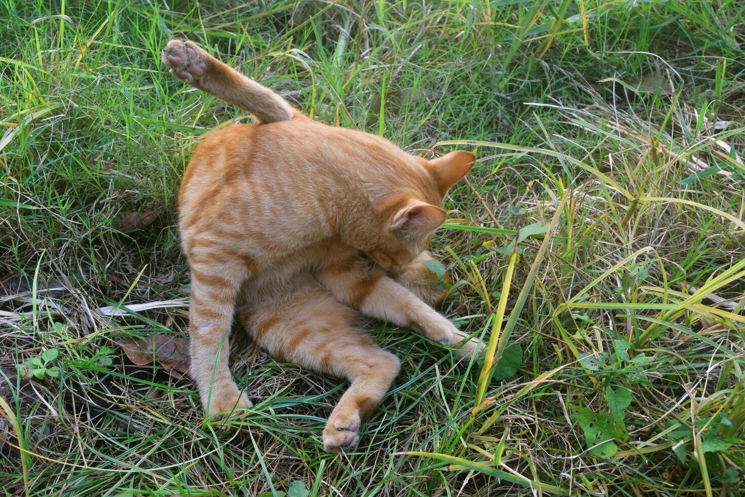 A cat with orange stripes with very soft fur is rolling around cleaning itself photo