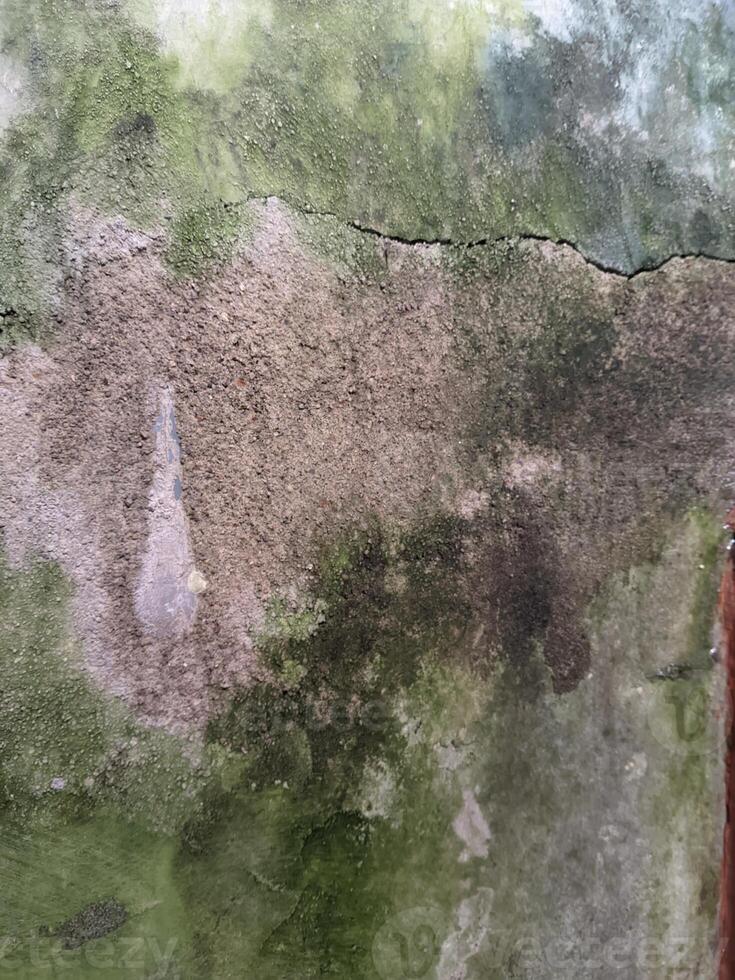 Moss in bathroom photo