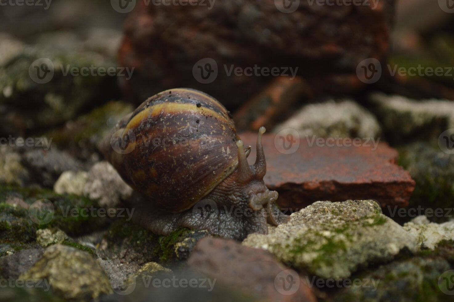 Lying snails live on wet rocks after being exposed to rain, lying snails photo