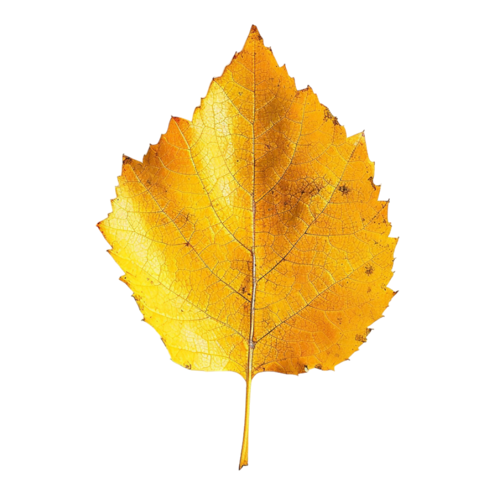 Autumn Yellow Leaves on Transparent Background png