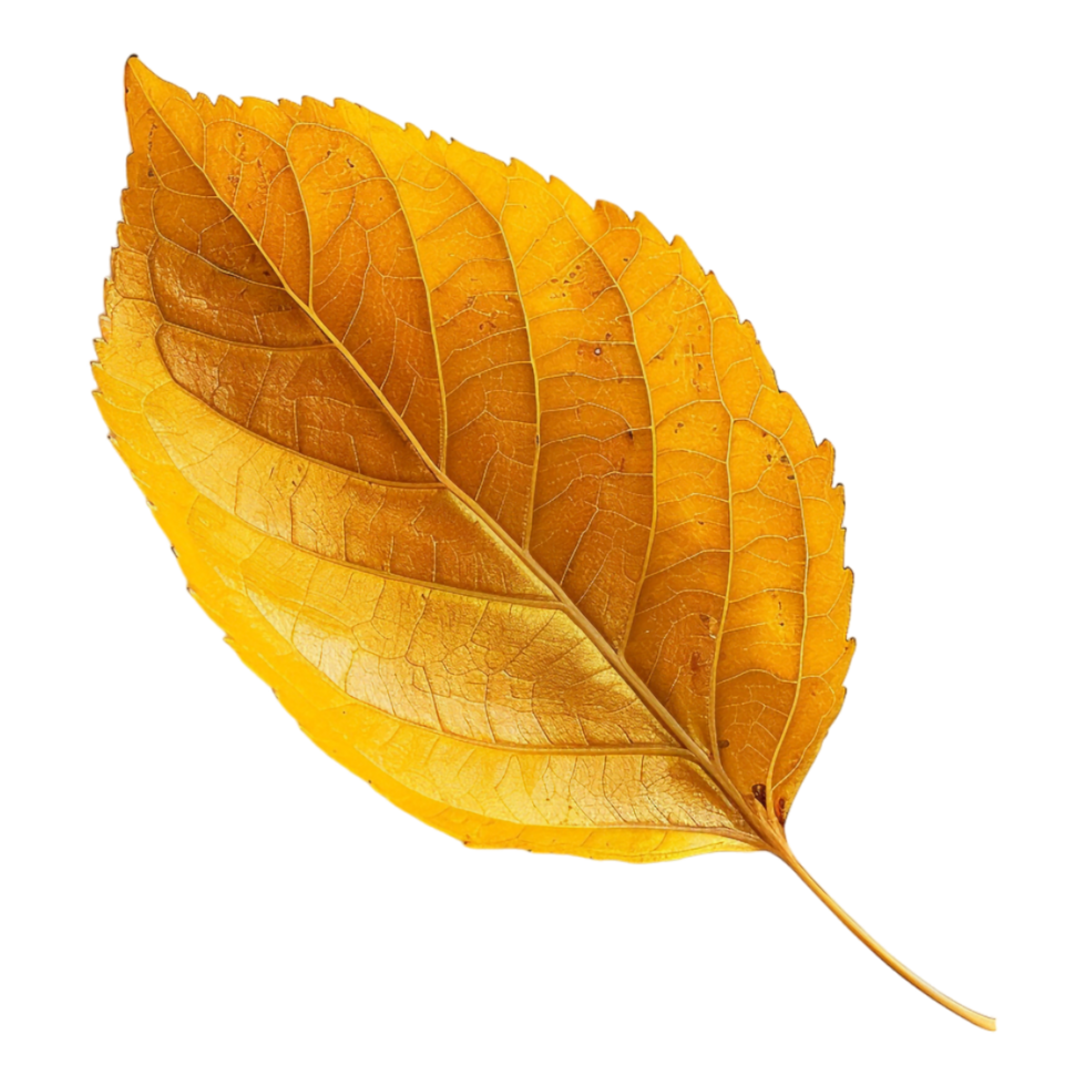 Autumn Yellow Leaves on Transparent Background png