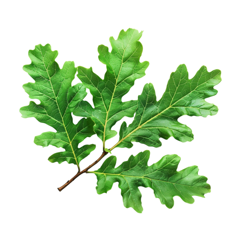 Autumn Leaf on Transparent Background png
