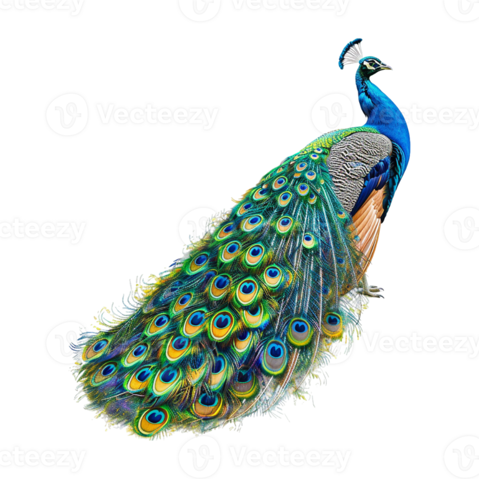 Peacock on Transparent Background png