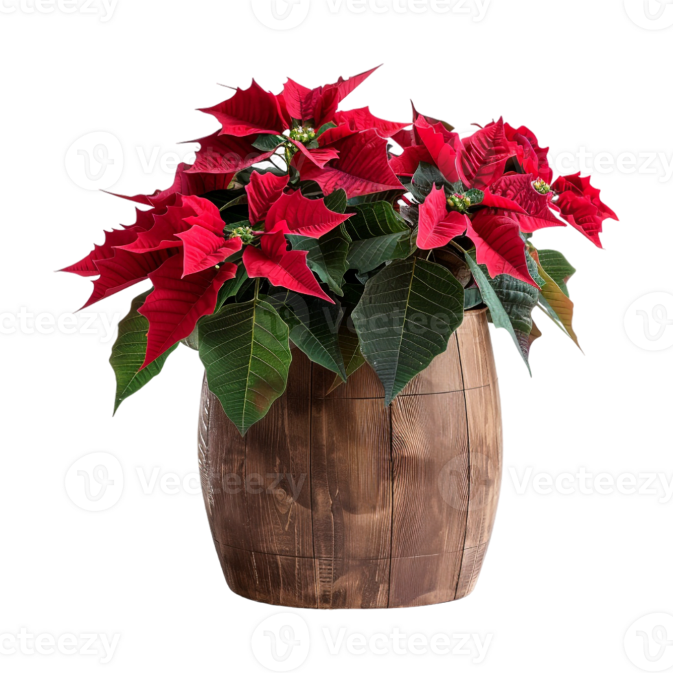 Red Flowers in a Wooden Pot on Transparent Background png