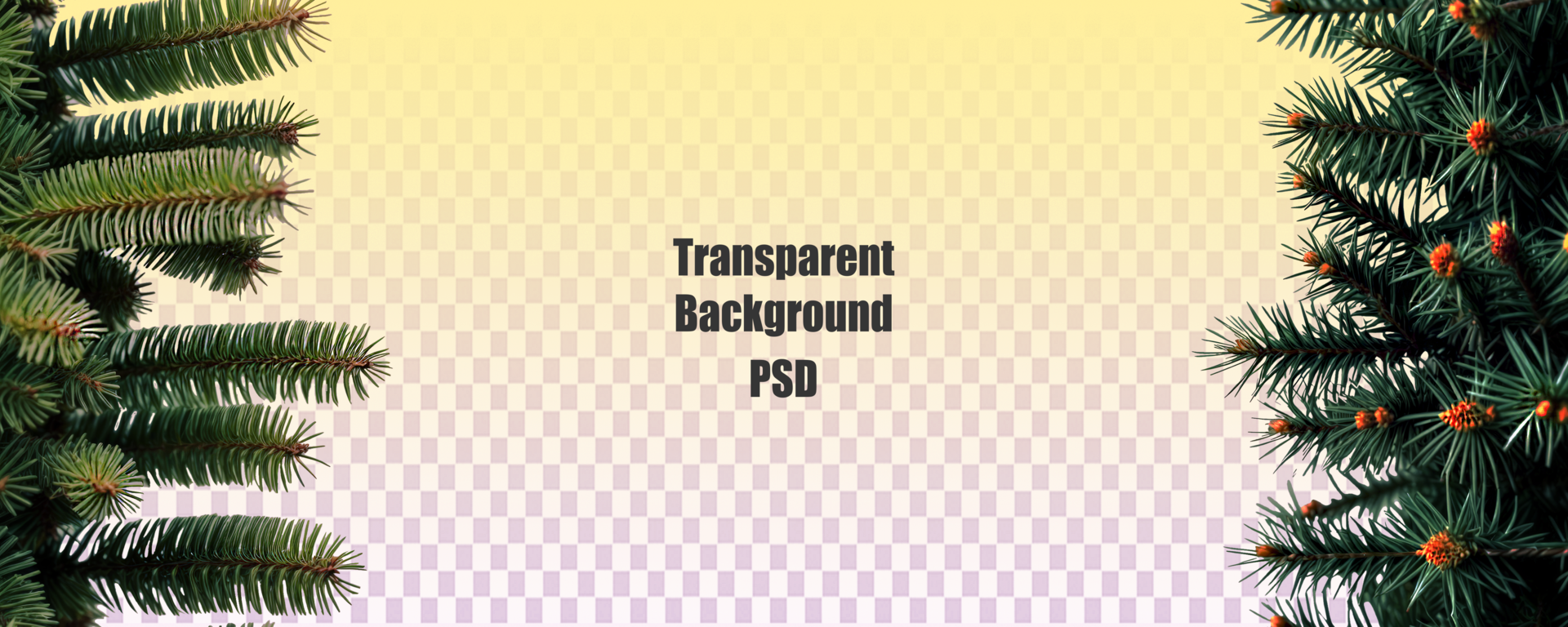 Evergreen Tree Branches on White Background psd