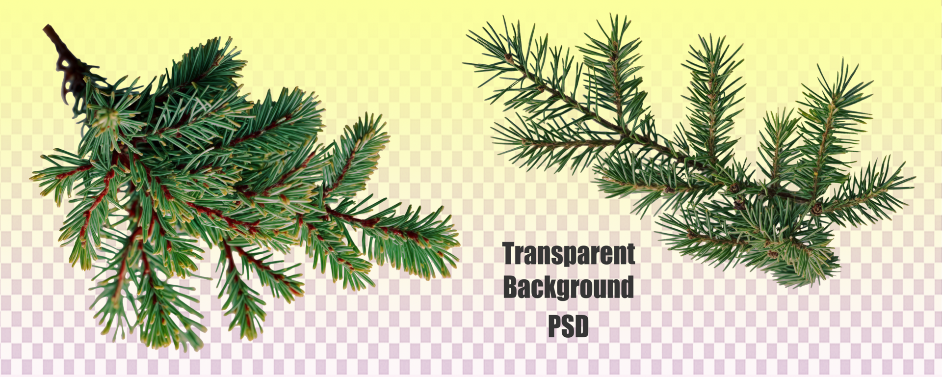 Two Evergreen Tree Branches Isolated on White Background psd