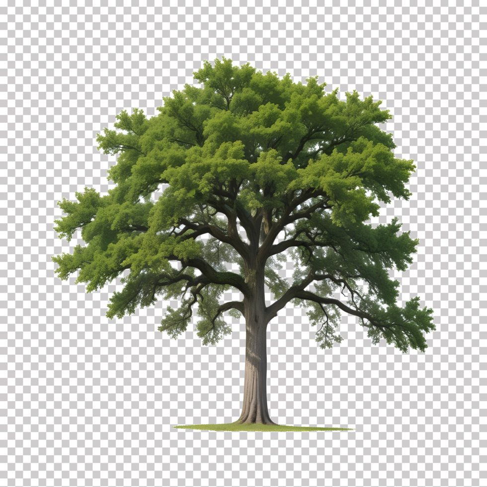 Tree isolated on transparent background psd