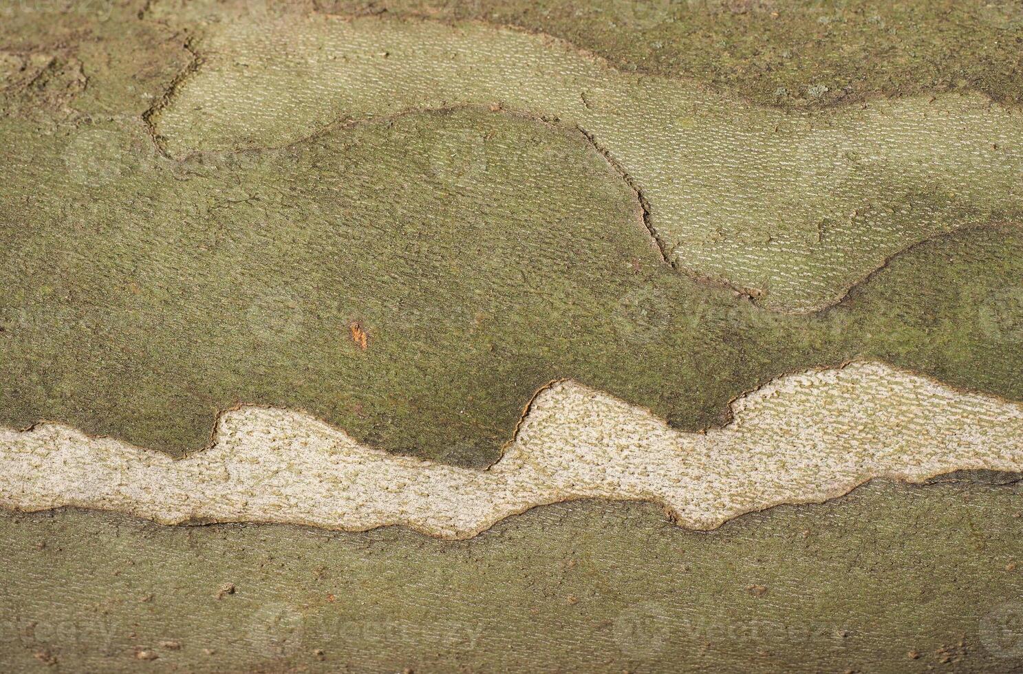 industrial style camouflage pattern on plane tree bark backgroun photo