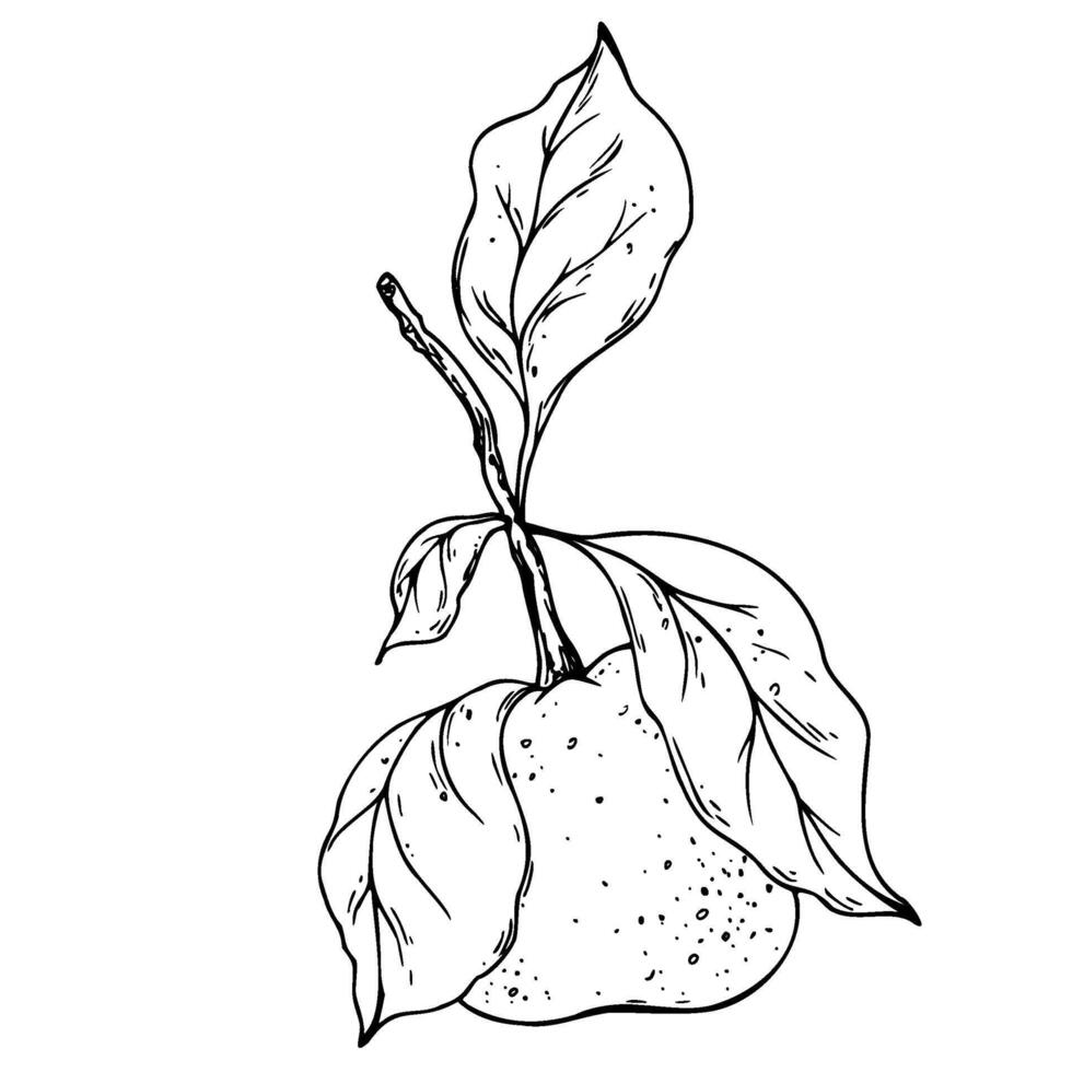 Orange, tangerine with branch and leaves, citrus tropical fruit. Line art is a simple hand-drawn illustration in black and white ink. Isolated EPS object. vector
