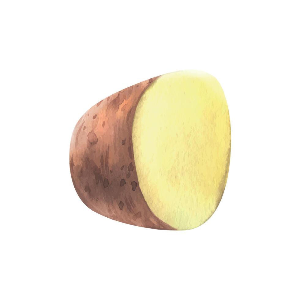 Red potato in skin, cut off half of a tuber. Watercolor illustration, hand drawn on the theme of harvest, cooking, food, packaging, vegetable shop design. Element isolated from background vector