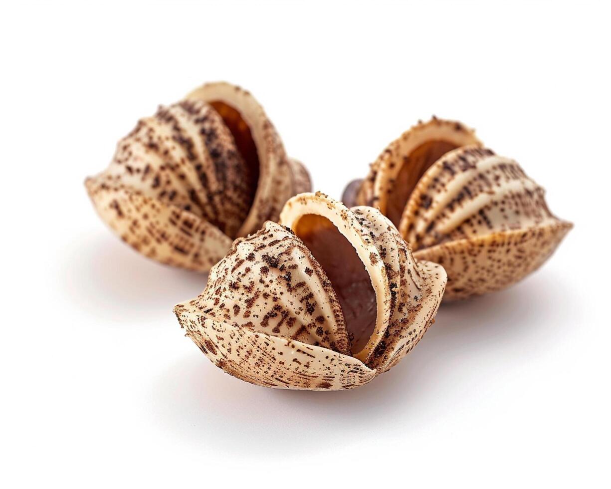 three shells with shells on a white background photo