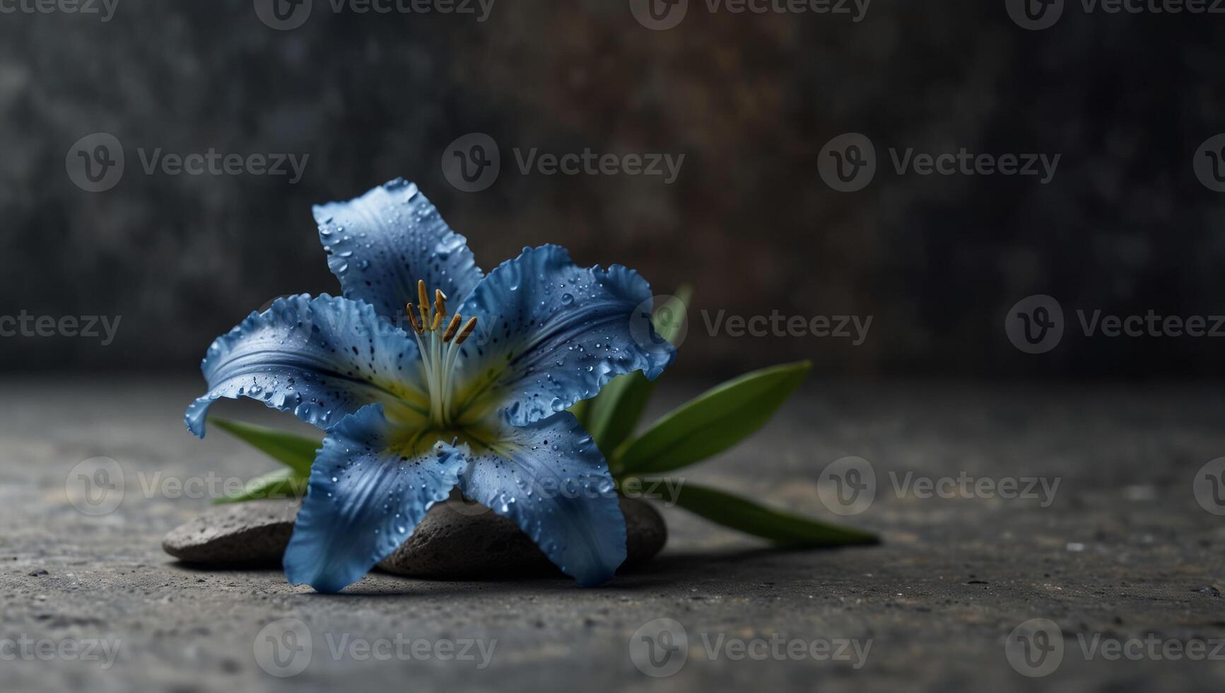 Blue lily flower on stone background with copy space- SPA design background. photo