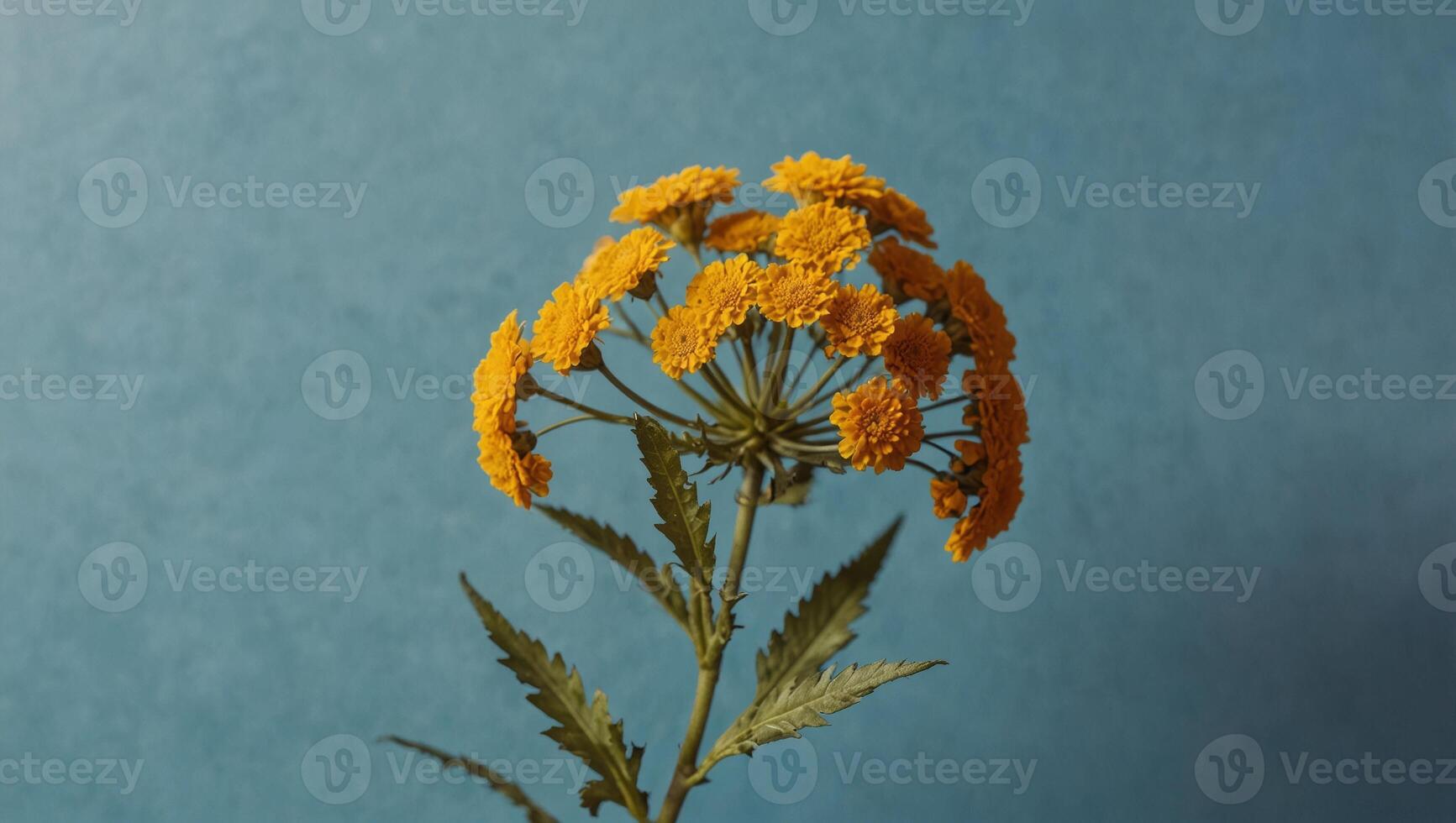 Dried yellow flower tansy over pastel blue background with trendy shadow and sunlight Minimal summer template with copy space Flat lay, top view. photo