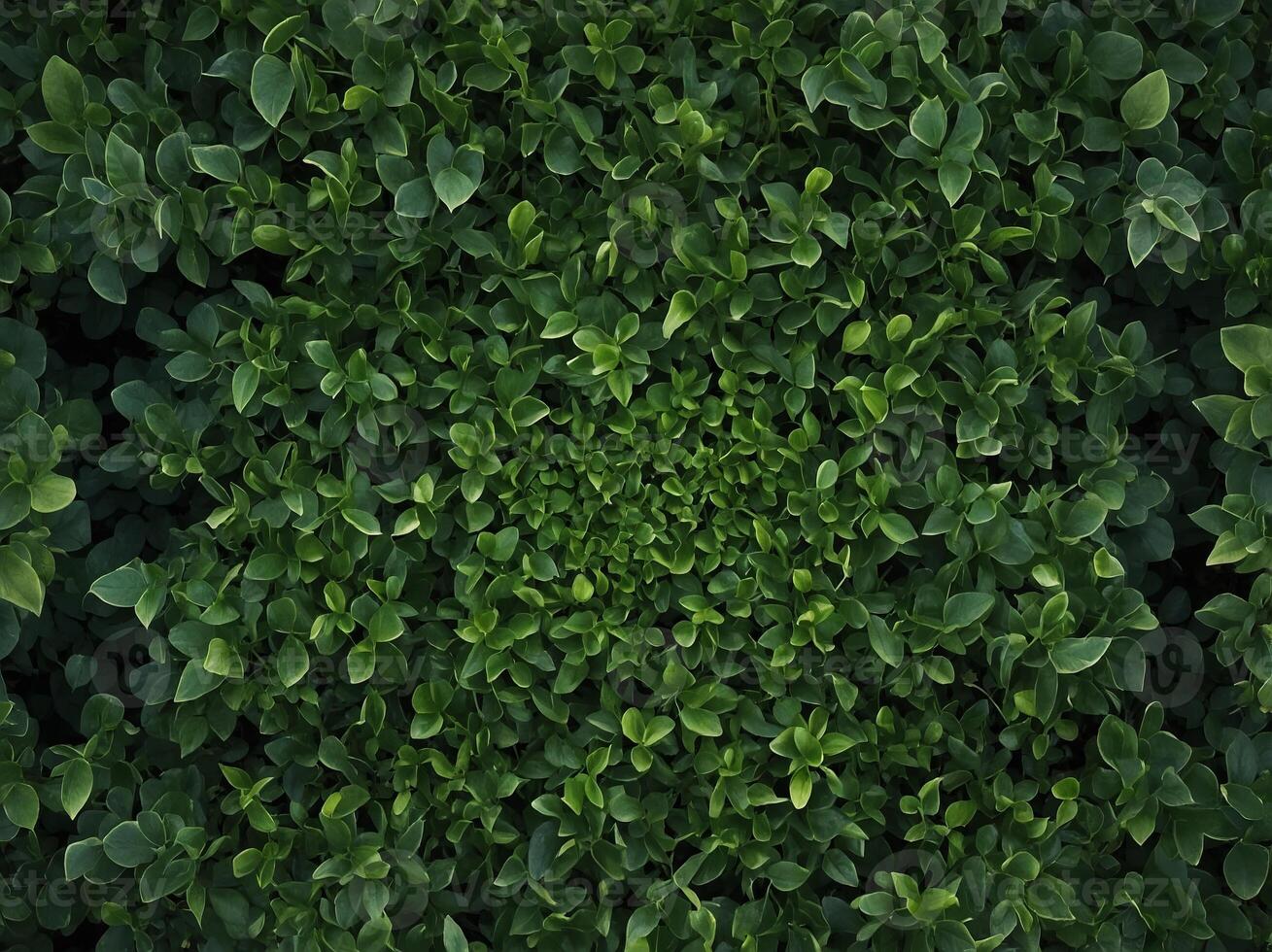 A symmetrical arrangement of vibrant green leaves, perfectly aligned at the edges, creating a frame around the central space. photo