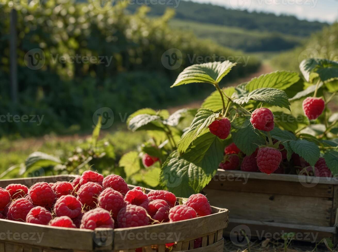 Growing raspberries for small ecofriendly organic farming business promoting healthy food options Concept Organic Farming, Raspberry Cultivation, Eco-Friendly Practices, Healthy Food Options. photo