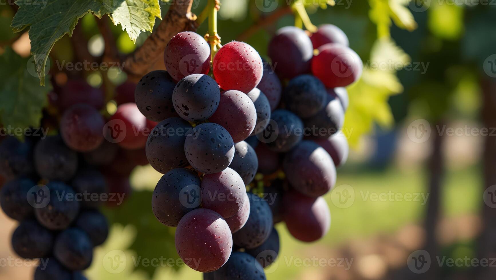 Red wine grapes on vine in summer vineyard on blurred vineyard background, close up with copy space. photo