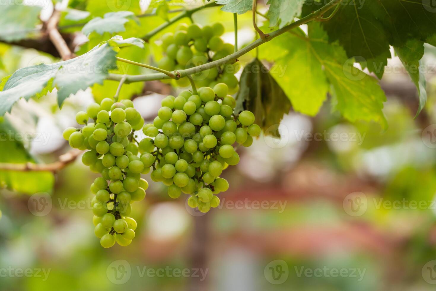A bunch of grapes hanging from a vine. The grapes are green and are clustered together photo