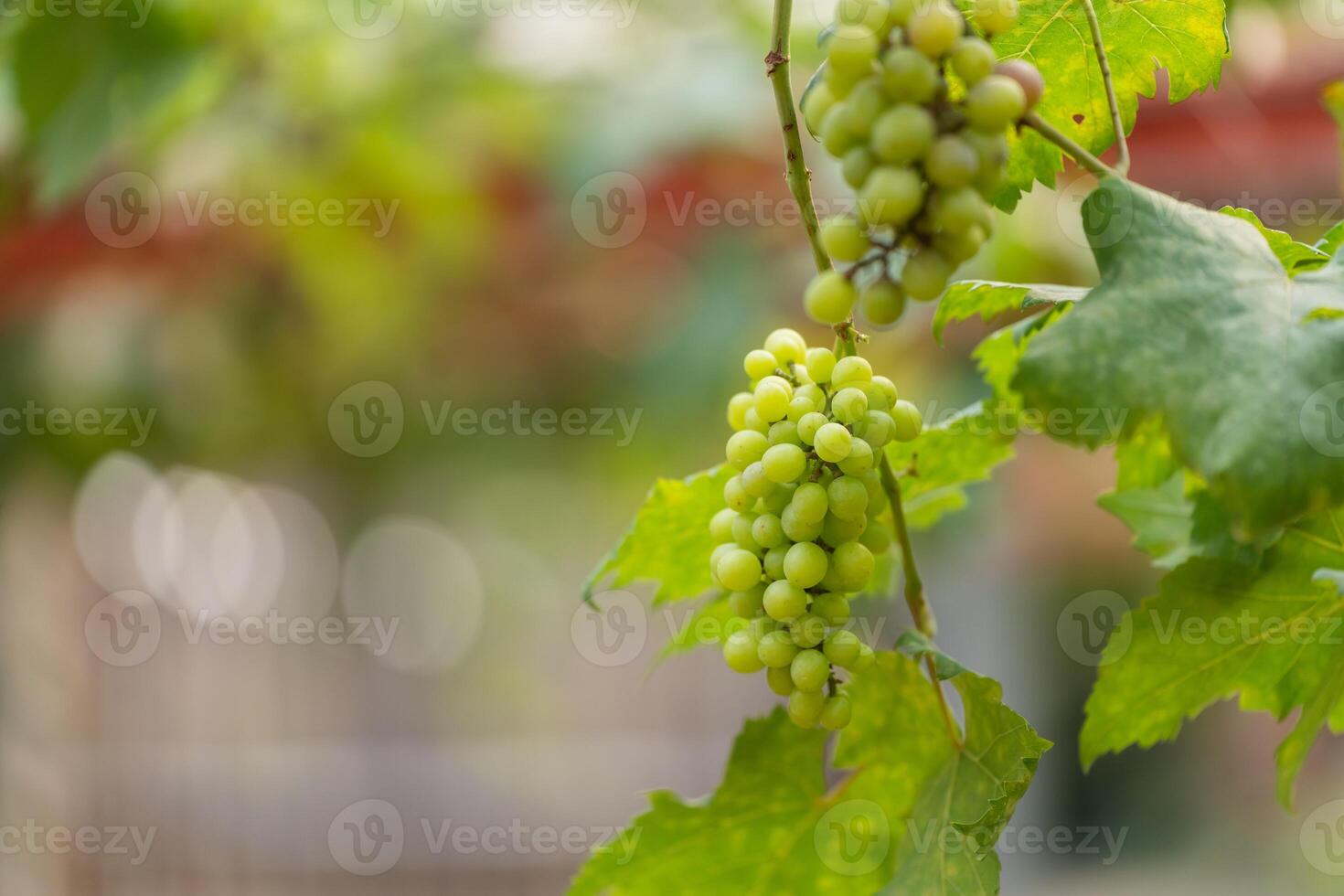 A bunch of grapes hanging from a vine. The grapes are green and are clustered together photo