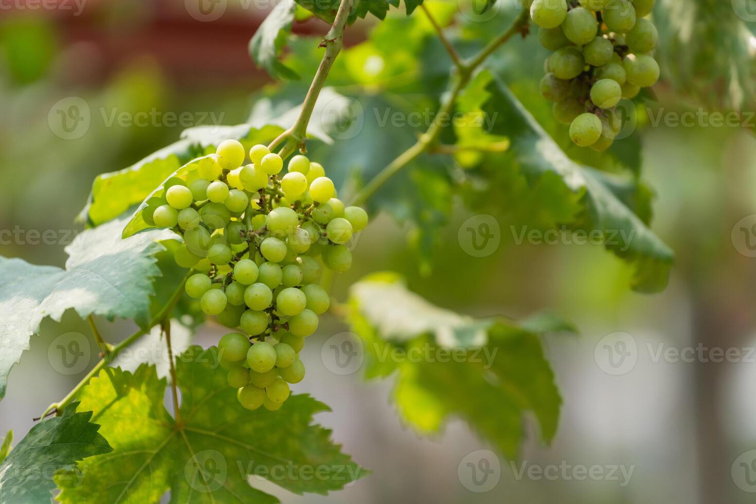 A bunch of grapes hanging from a vine. The grapes are green and are clustered together photo