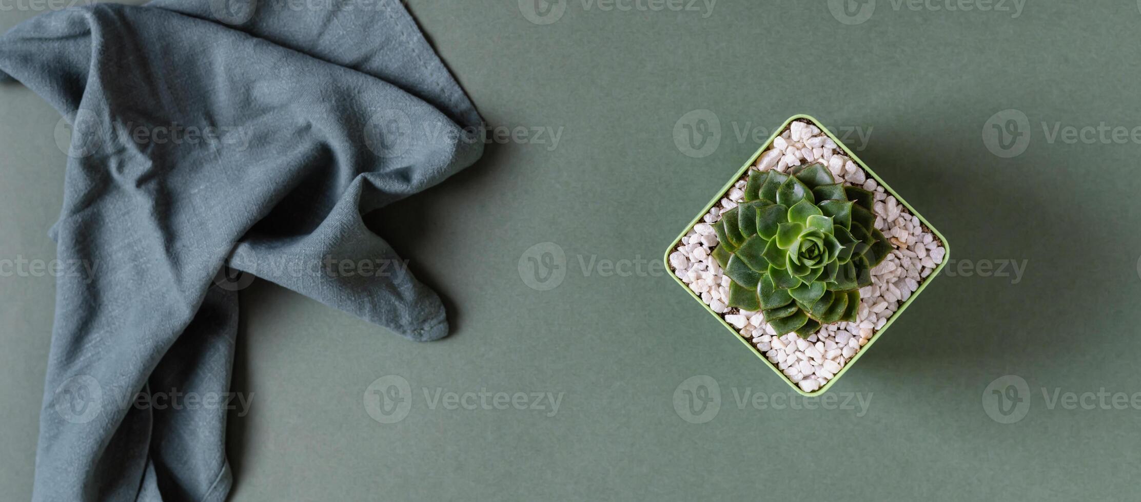 Succulent in a decorative pot and cloth on a green background top view web banner photo