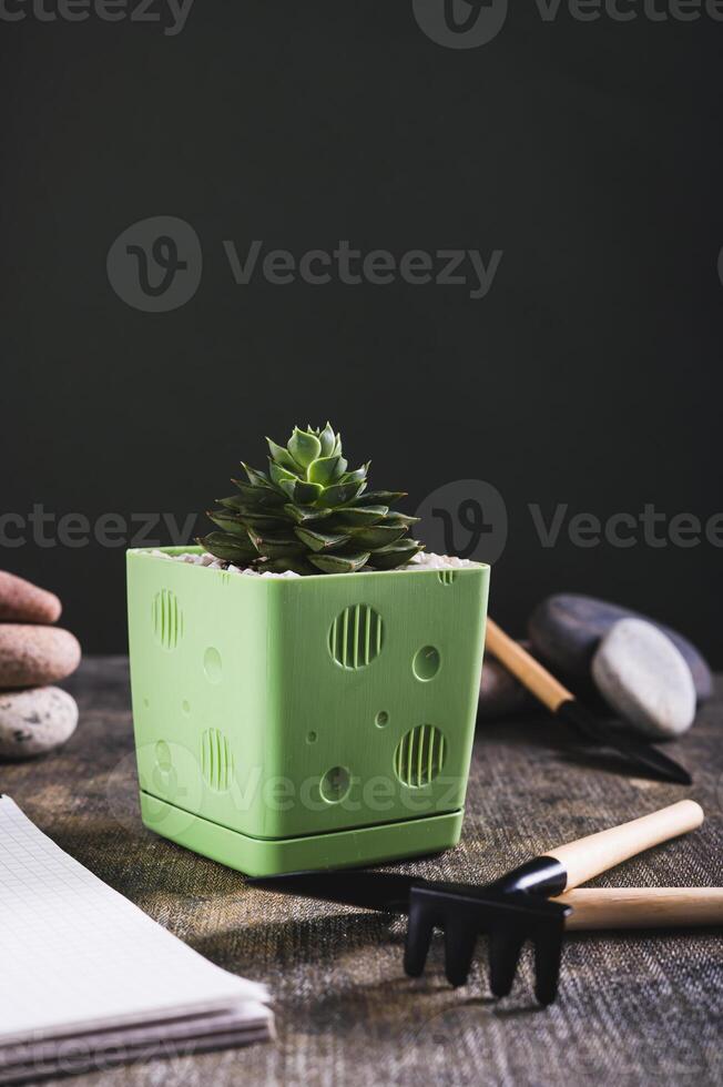 Succulent in a pot and tools for home gardening on the table vertical view photo