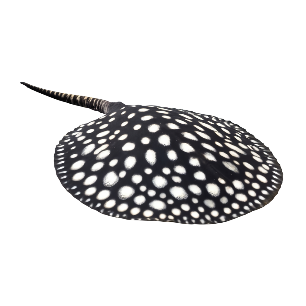 Black diamond stingray on transparent background png