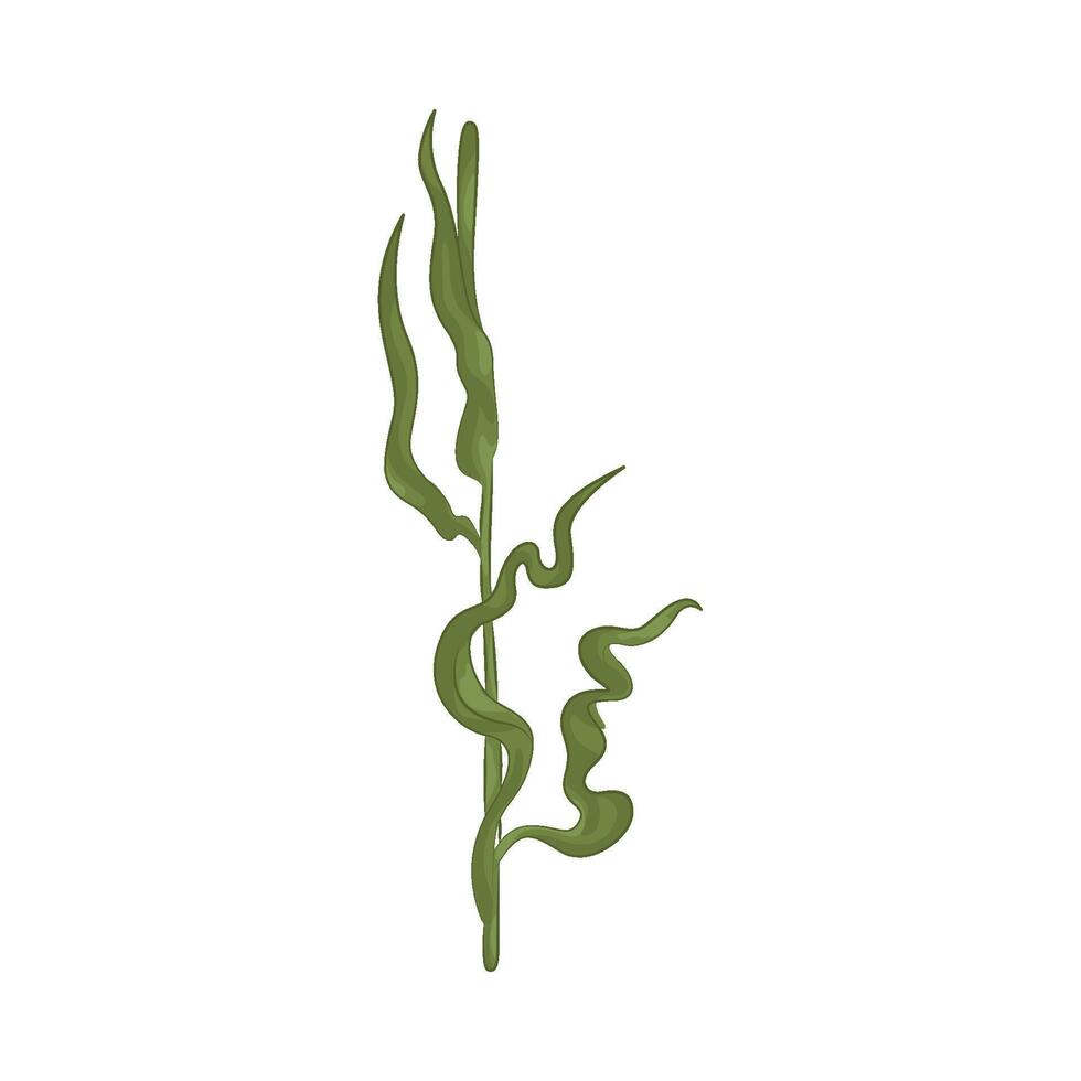 Illustration of seaweed vector