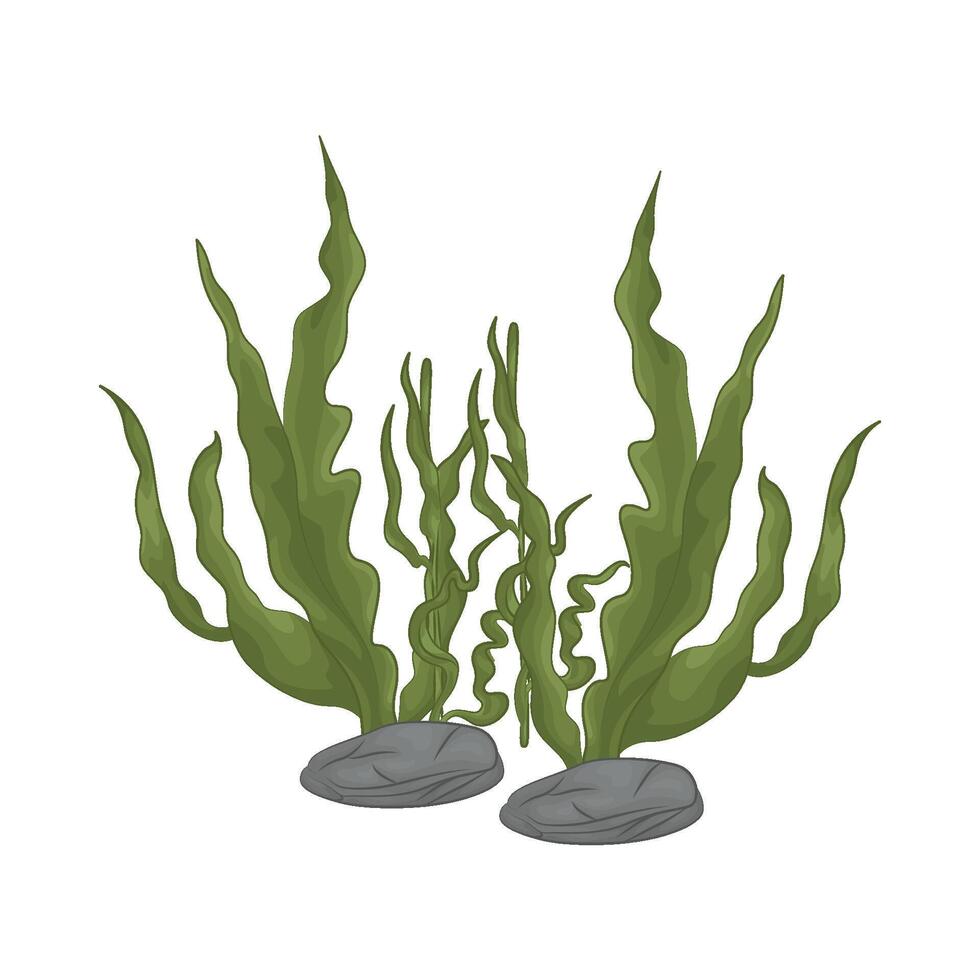 Illustration of seaweed vector
