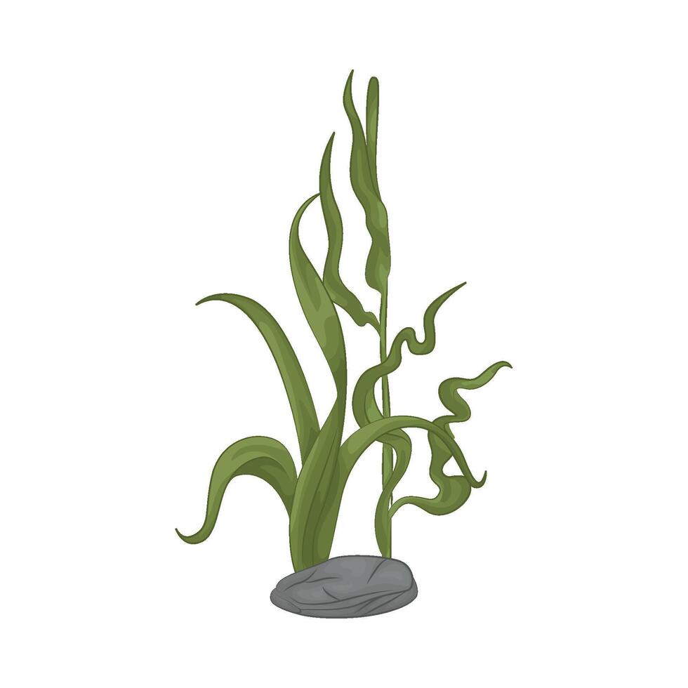 Illustration of seaweed vector