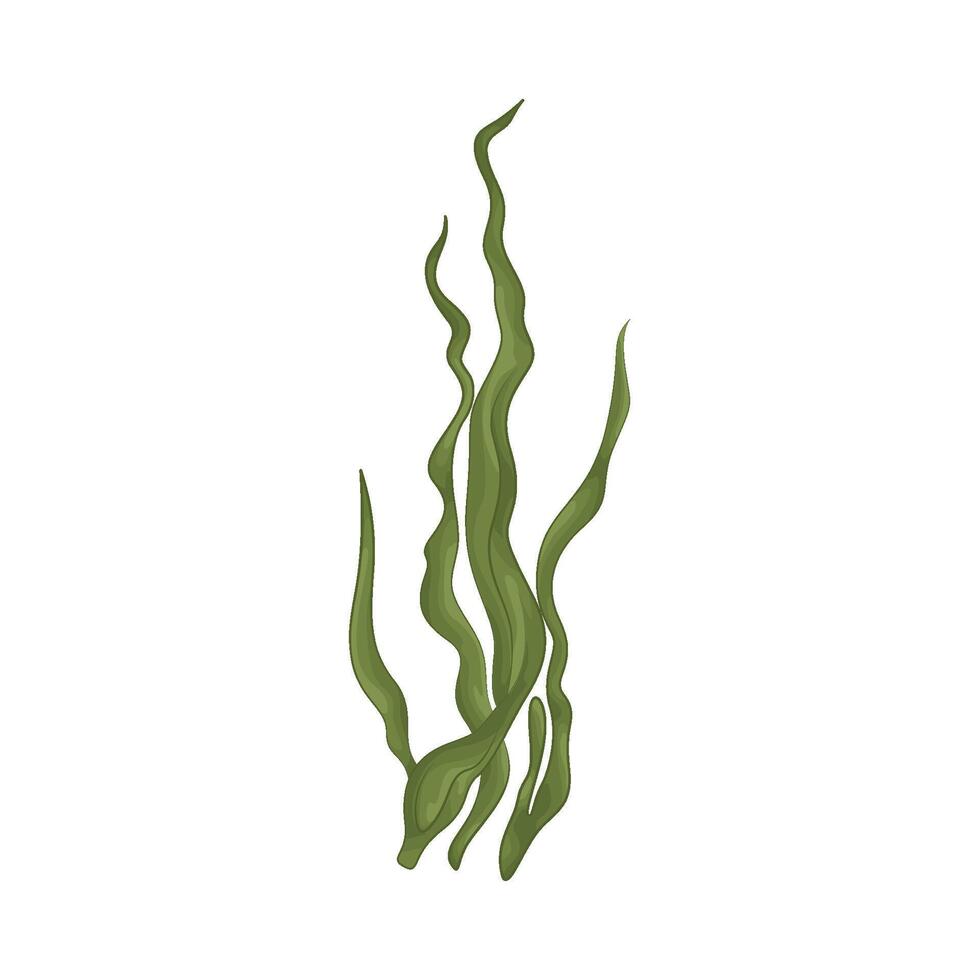 Illustration of seaweed vector