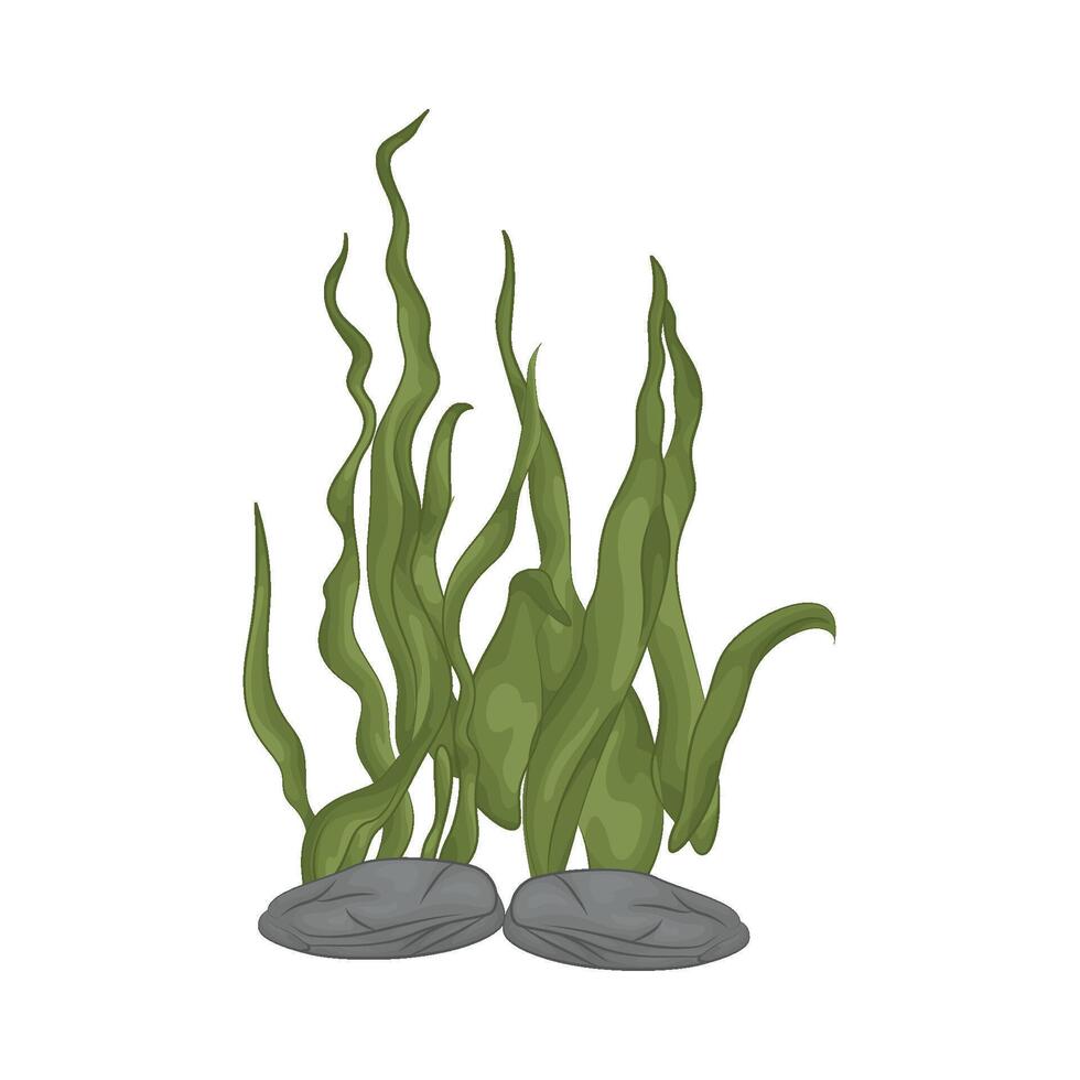 Illustration of seaweed vector